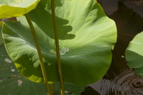 Die Lotusblätter weissen das Wasser ab